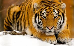 powerful tiger hd white HD wallpaper thumb