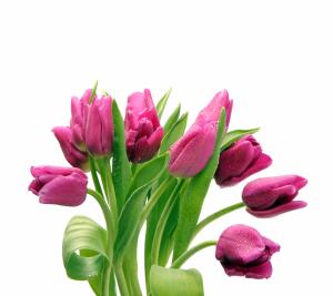 Sweet Pink Tulips wallpaper thumb