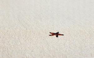 Sand Starfish White HD wallpaper thumb