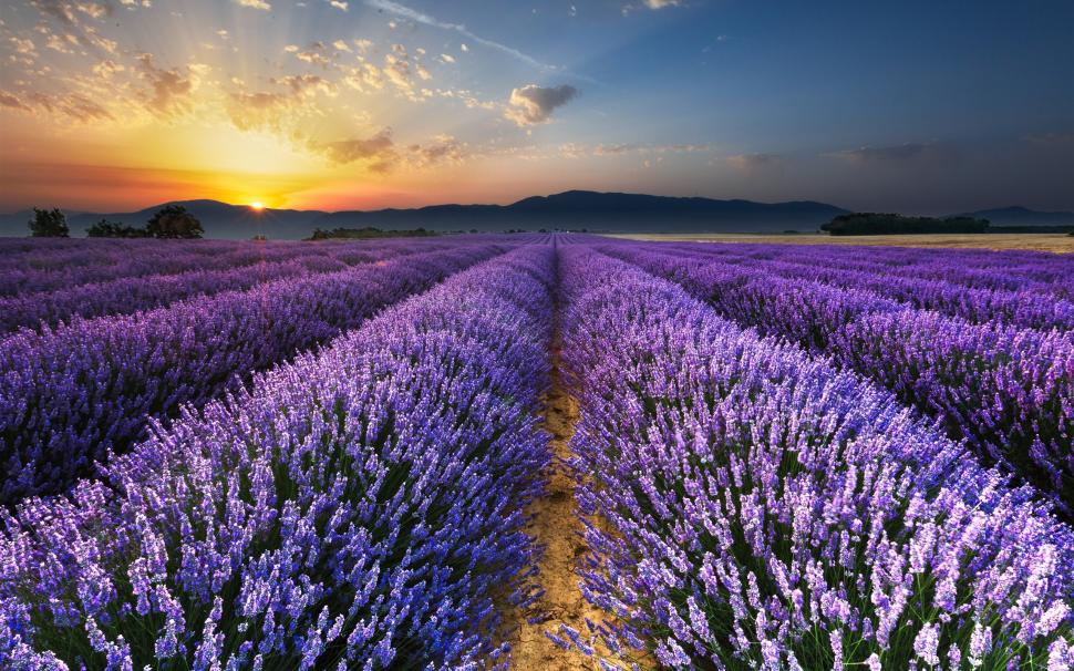 Sunrise, morning, field, lavender flowers wallpaper,Sunrise HD wallpaper,Morning HD wallpaper,Field HD wallpaper,Lavender HD wallpaper,Flowers HD wallpaper,2560x1600 wallpaper