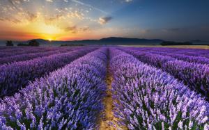 Sunrise, morning, field, lavender flowers wallpaper thumb