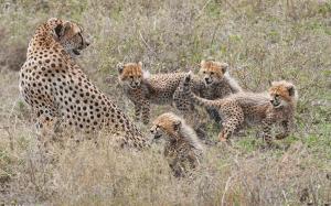 Cheetahs family, cubs, motherhood wallpaper thumb