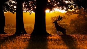Morning, nature, forest, trees, deer wallpaper thumb
