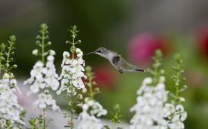Hummingbirds close-up, birds, white flowers wallpaper thumb