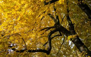 Tree Autumn Leaves Branches HD wallpaper thumb