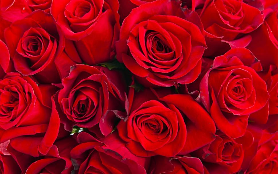 Red roses, roses HD wallpaper,red roses HD wallpaper,roses hd HD wallpaper,1920x1200 wallpaper