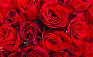Red roses, roses HD wallpaper thumb