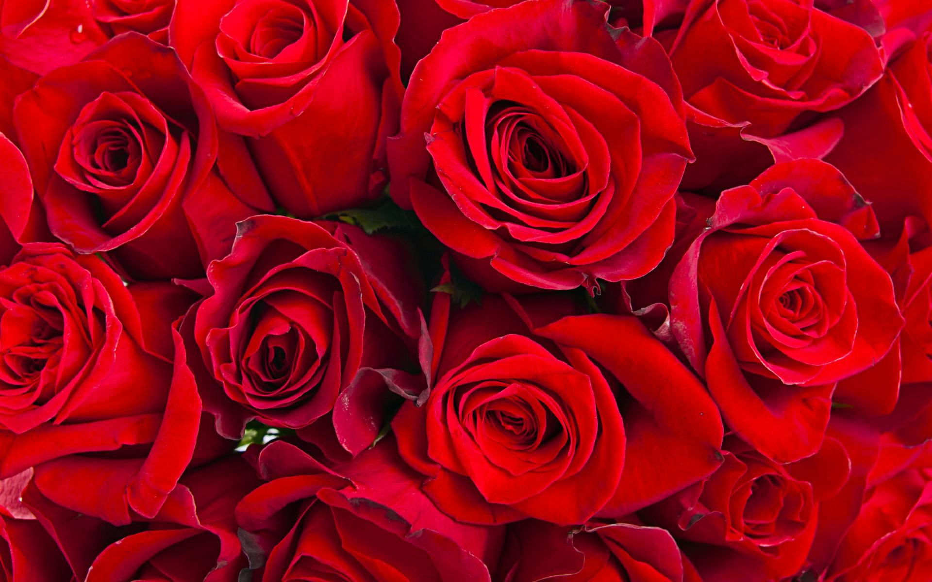 Red roses, roses HD wallpaper | other | Wallpaper Better