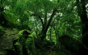 jungle, wood, green, moss, lianas, thickets wallpaper thumb