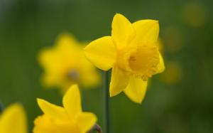 Daffodil wallpaper thumb