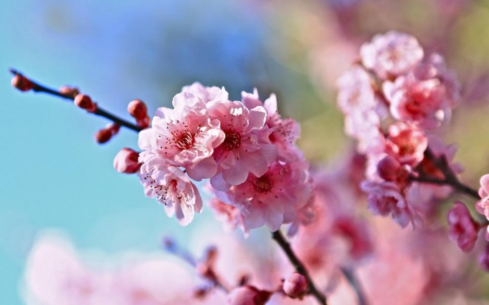 Spring Twigs Flowers Cherry wallpaper,spring HD wallpaper,twigs HD wallpaper,flowers HD wallpaper,cherry HD wallpaper,1920x1200 wallpaper