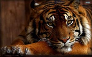 Stunning Tiger wallpaper thumb