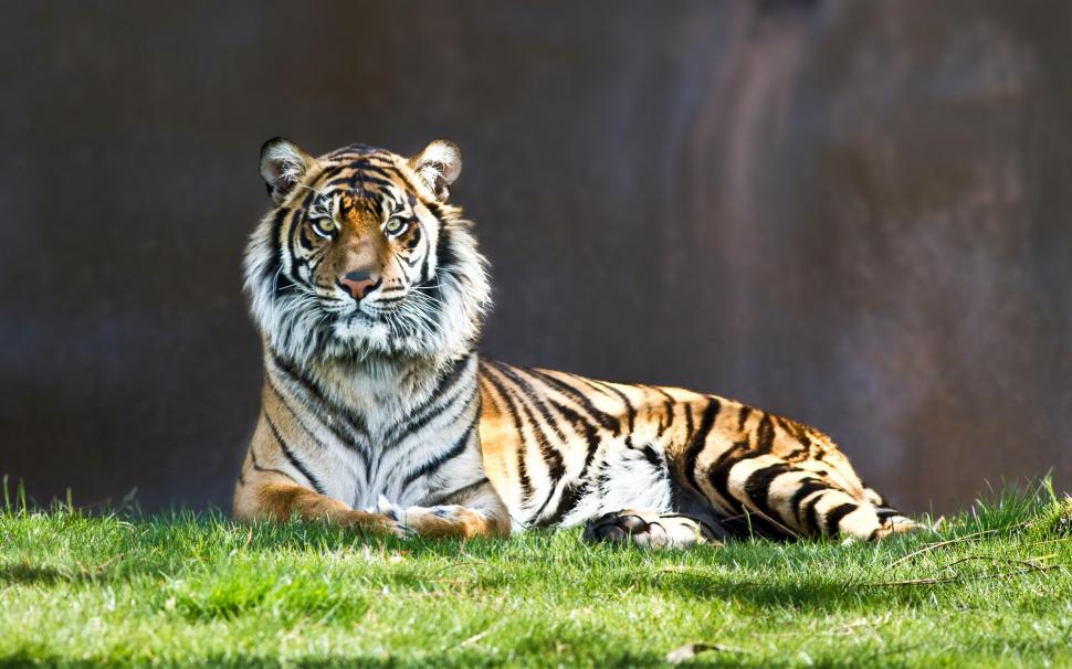 Tiger Staring wallpaper,tiger HD wallpaper,staring HD wallpaper,tigers HD wallpaper,2560x1600 wallpaper