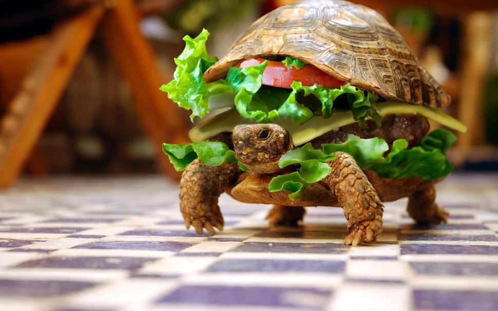 Funny Turtle Burger wallpaper,funny HD wallpaper,turtle HD wallpaper,burger HD wallpaper,2560x1600 wallpaper