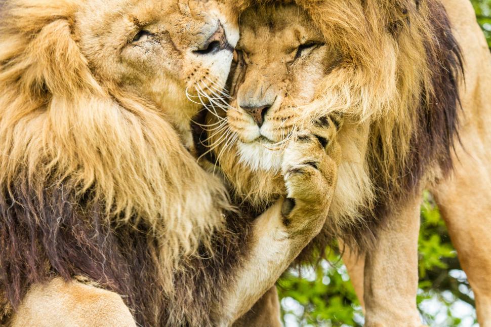 Lion brothers wallpaper,lions HD wallpaper,cats HD wallpaper,mane HD wallpaper,lion brothers HD wallpaper,2048x1365 wallpaper
