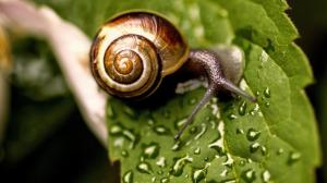 Snail on Wet Leaf wallpaper thumb