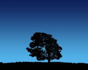 Tree On Blue Sky HD wallpaper thumb