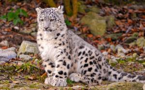 Snow Leopard cub wallpaper thumb