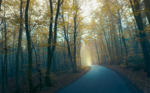 Road, forest, trees, fog, morning, autumn wallpaper thumb