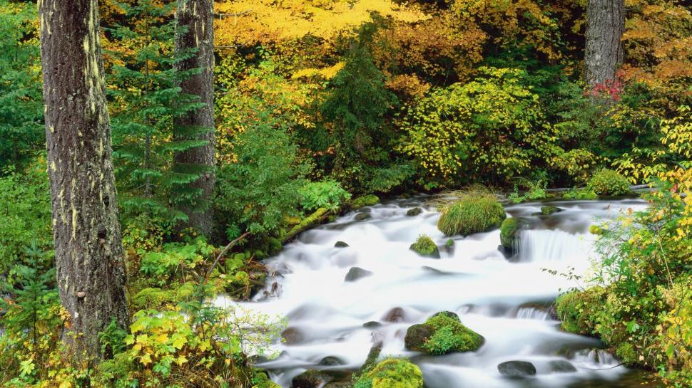 Willamette National Forest, Oregon In Autumn wallpaper,water HD wallpaper,trees HD wallpaper,forest HD wallpaper,daylight HD wallpaper,nature HD wallpaper,river HD wallpaper,rocks HD wallpaper,nature & landscapes HD wallpaper,1920x1080 wallpaper