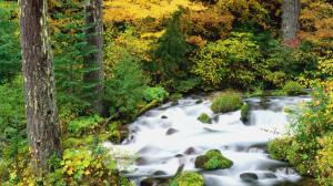 Willamette National Forest, Oregon In Autumn wallpaper thumb
