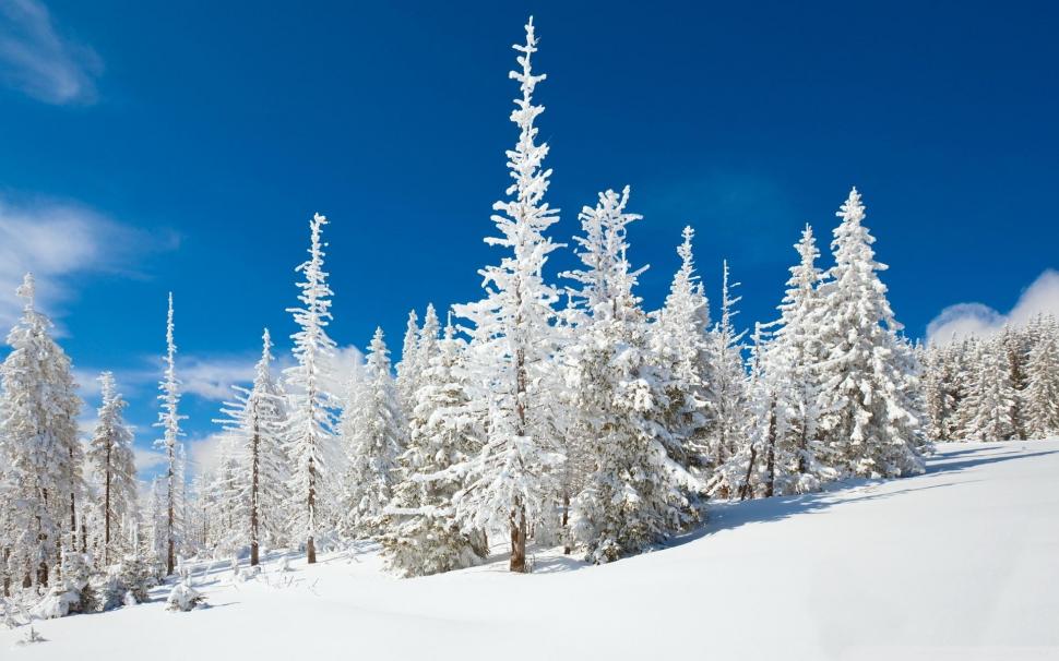 Beautiful Snowy Forest wallpaper,blue sky HD wallpaper,forest HD wallpaper,trees HD wallpaper,snow HD wallpaper,nature & landscapes HD wallpaper,1920x1200 wallpaper