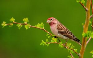 Bird on the branch green background wallpaper thumb