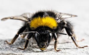 Bumblebee wallpaper thumb