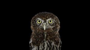 Photography, Animals, Bird, Owl, Simple Background wallpaper thumb