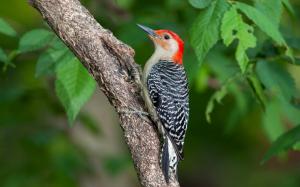 Bird close-up, woodpecker, tree wallpaper thumb