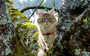 Cute Cat Peeking From Trees wallpaper thumb