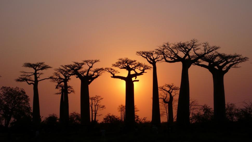 Trees, baobabs, sky, light, dusk wallpaper,Trees HD wallpaper,Baobabs HD wallpaper,Sky HD wallpaper,Light HD wallpaper,Dusk HD wallpaper,1920x1080 wallpaper