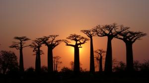 Trees, baobabs, sky, light, dusk wallpaper thumb