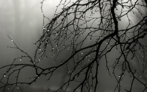 Rain drops on the branch wallpaper thumb