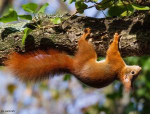 Squirrel Animal on tree wallpaper thumb