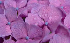 Flower Purple Water Drops HD wallpaper thumb