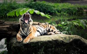 The tiger's roar wallpaper thumb