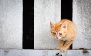 Cute kitten cross the fence wallpaper thumb