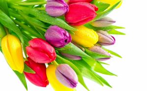 Tulip flowers with water droplets, red yellow purple flowers wallpaper thumb