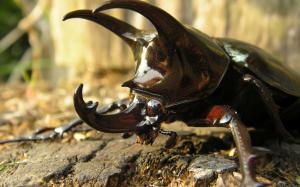 Rhinoceros Beetle wallpaper thumb