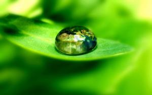 Green leaf with water drops close-up, blurred background wallpaper thumb