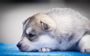 husky, puppy, snout, blue-eyed wallpaper thumb