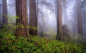 USA, California, Redwoods, morning, forest, mist, spring landscape wallpaper thumb