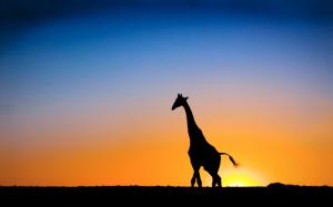 Sunset & Giraffe Botswana wallpaper thumb