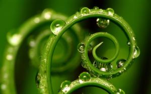 Green Plant Water Drops HD wallpaper thumb