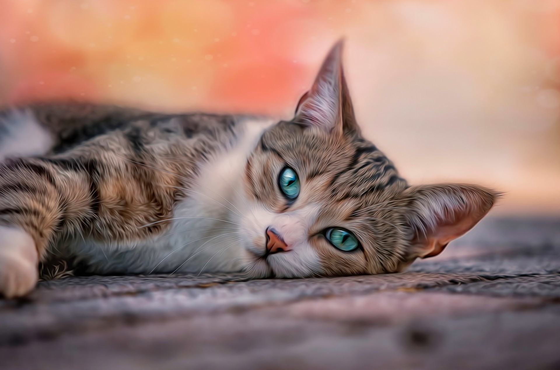     Heads. Pets-cat-blue-eyes-1080P-wallpaper
