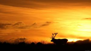 Deer at sunset wallpaper thumb