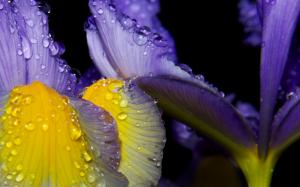 Irises wallpaper thumb