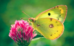 Yellow butterfly, pink flower wallpaper thumb
