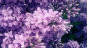 Purple Lilac Flowers wallpaper thumb